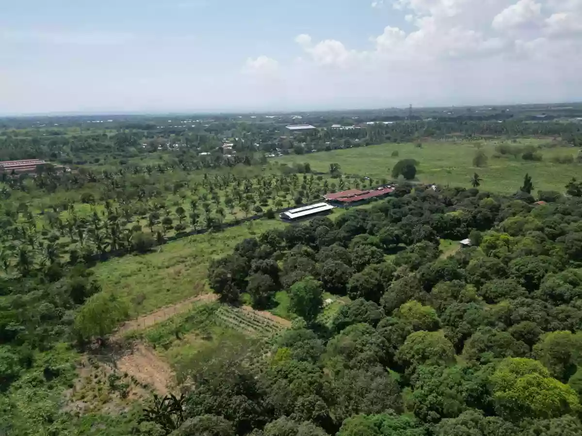 Open photo 14 of 20 — Piggery/Farm Lot For Sale in Odagre General Santos City Socksargen