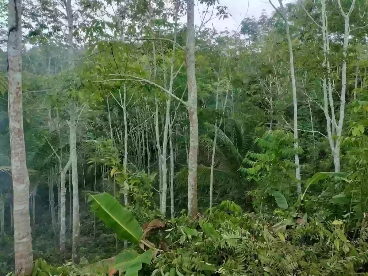 FULLY PLANTED UPLAND FARM — Agricultural Lot in Compostela, Davao de Oro, Philippines — Photo 4