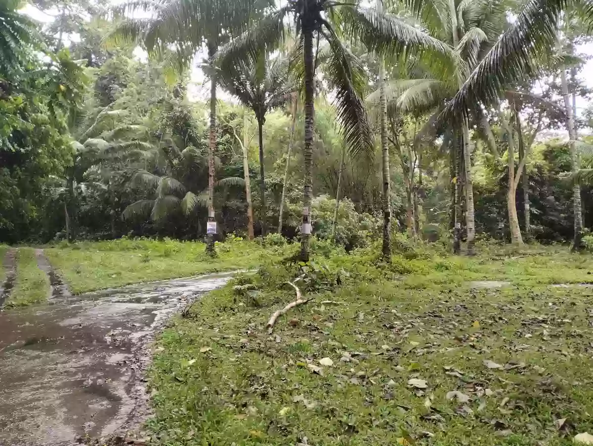 LOT FOR SALE – Tubod, Bacong, Negros Oriental@Php 500 per sq. — Agricultural Lot in Bacong, Negros Oriental, Philippines — Photo 3