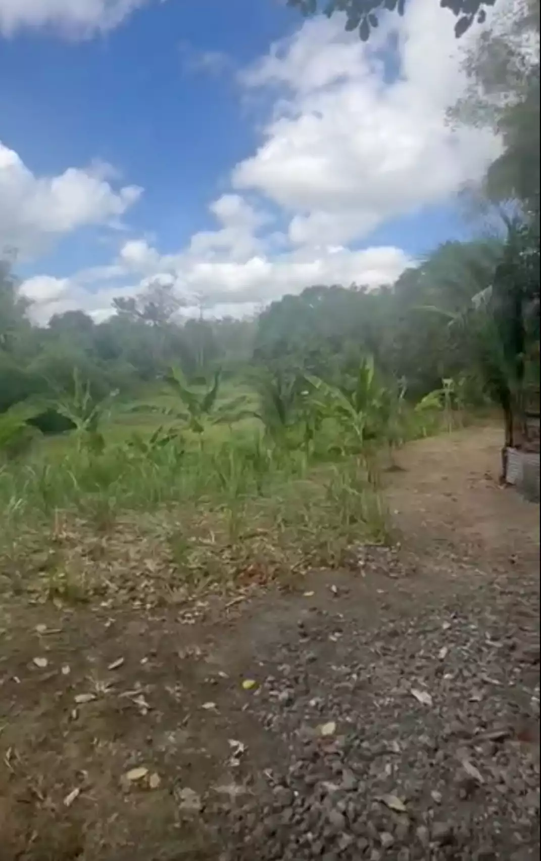 3 Hectares Agricultural Land For Sale — Agricultural Lot in Janiuay, Iloilo, Philippines — Photo 3