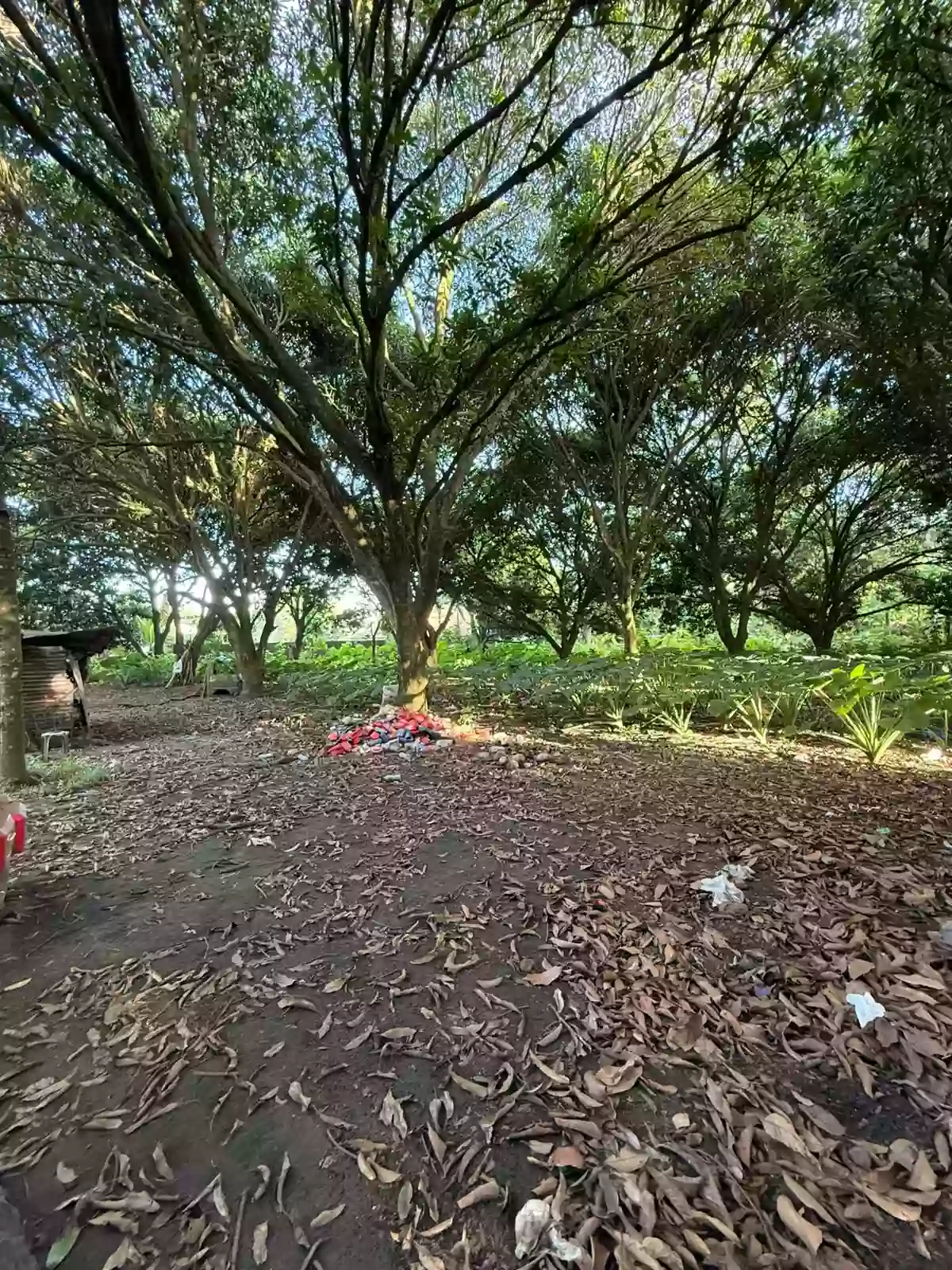 LOT FOR SALE – PRIME LOCATION IN TALAY, DUMAGUETE CITY — Residential Lot in Negros Oriental, Philippines — Photo 6