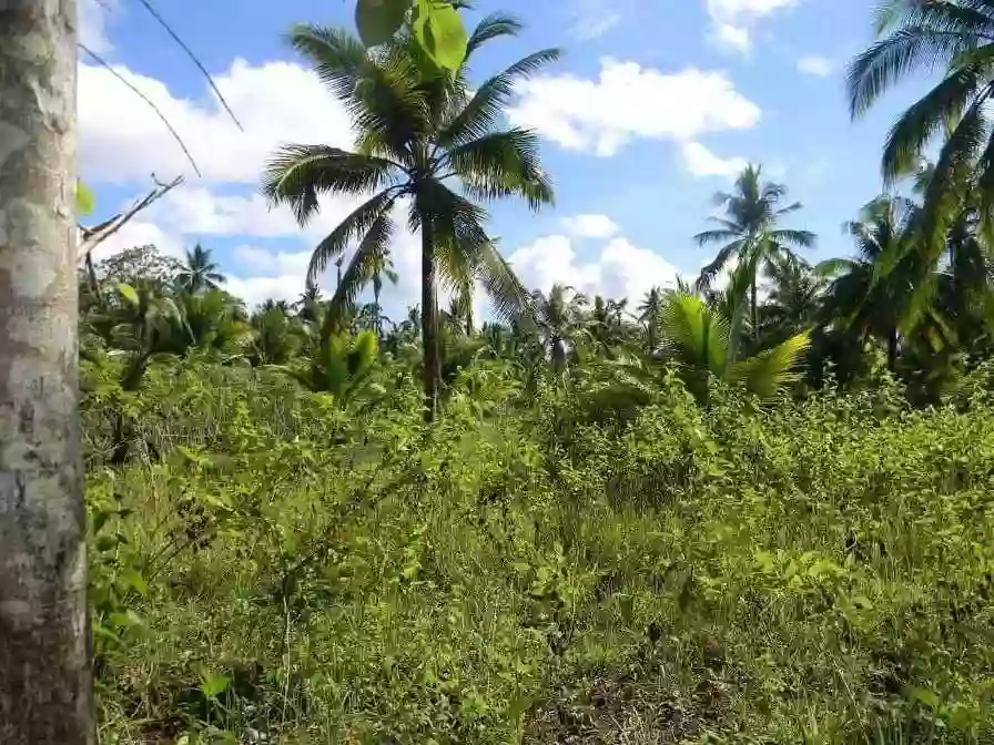 AGRICULTURAL LOT FOR SALE IN CAMOTES — Agricultural Lot in San Francisco, Cebu, Philippines — Photo 5