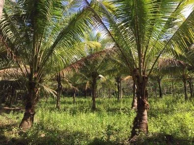 Lush greenery and peaceful environment residential /farm lot at Brgy Cabog, Clarin, Bohol — Residential Lot in Bohol, Philippines — Photo 2