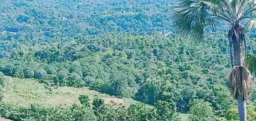 FARM LOT FOR SALE