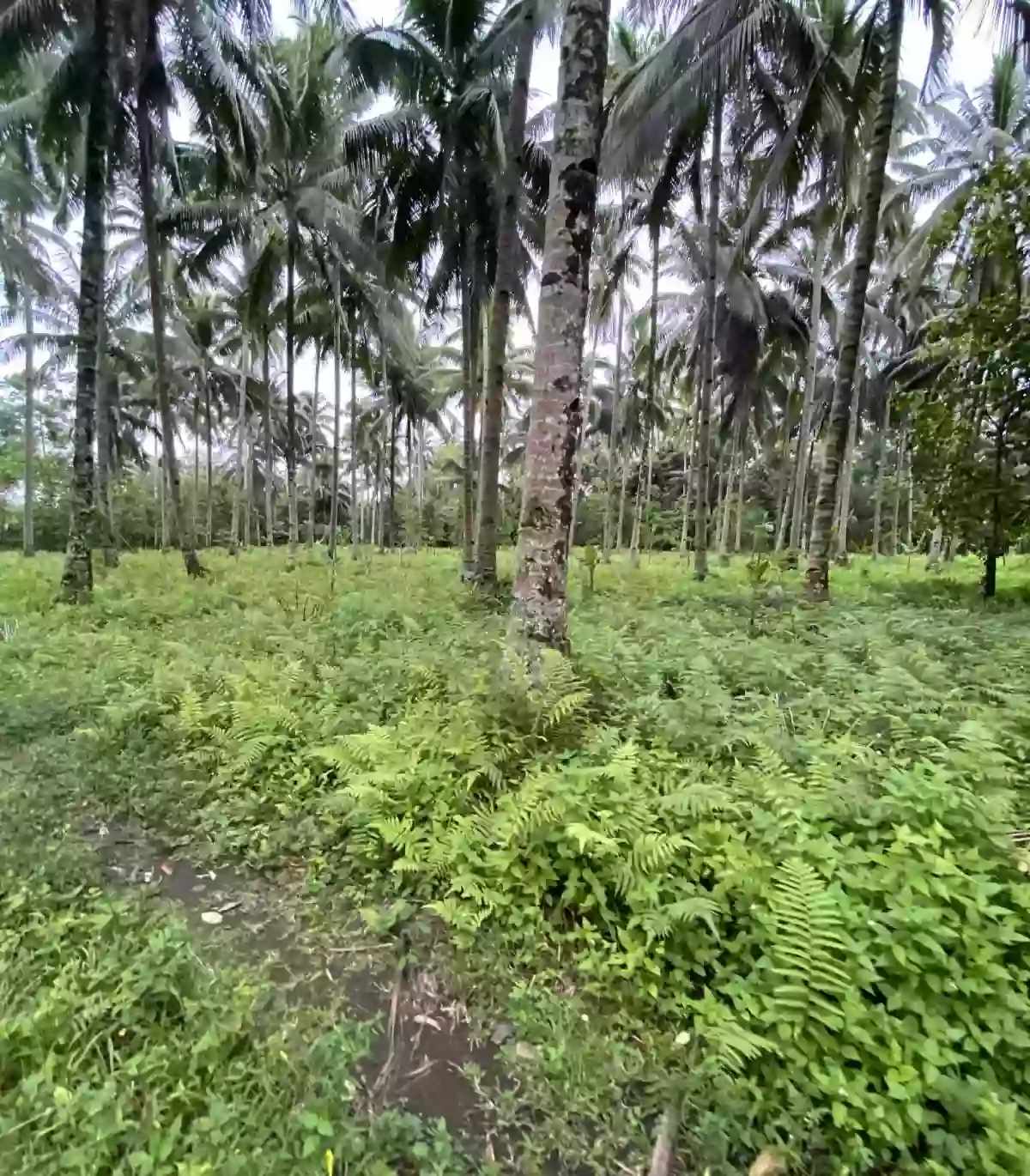 FARMLOT FOR SALE IN TUPI SOUTH COTABATO