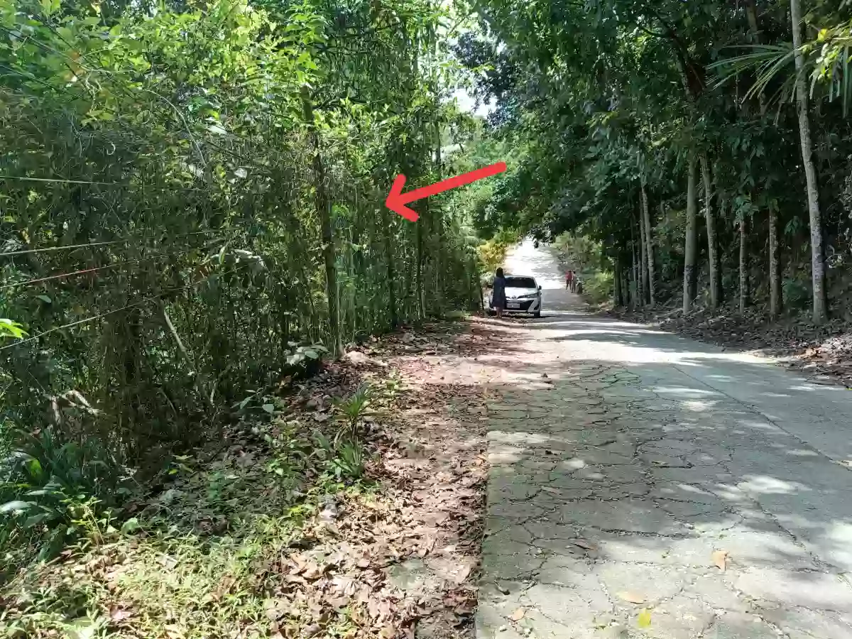 Lot For Sale in Consolacion — Agricultural Lot in Cabangahan Road, Consolacion, Cebu — Photo 2