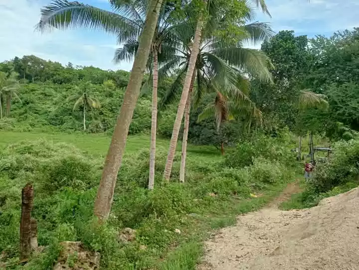 Farm Lot For Sale at Danao City — Residential Lot in Danao City, Cebu, Philippines — Photo 3
