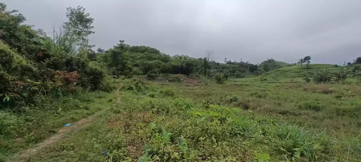 Farm Lot Flat along Provincial Road — Agricultural Lot in Pinamungahan, Cebu, Philippines — Photo 7