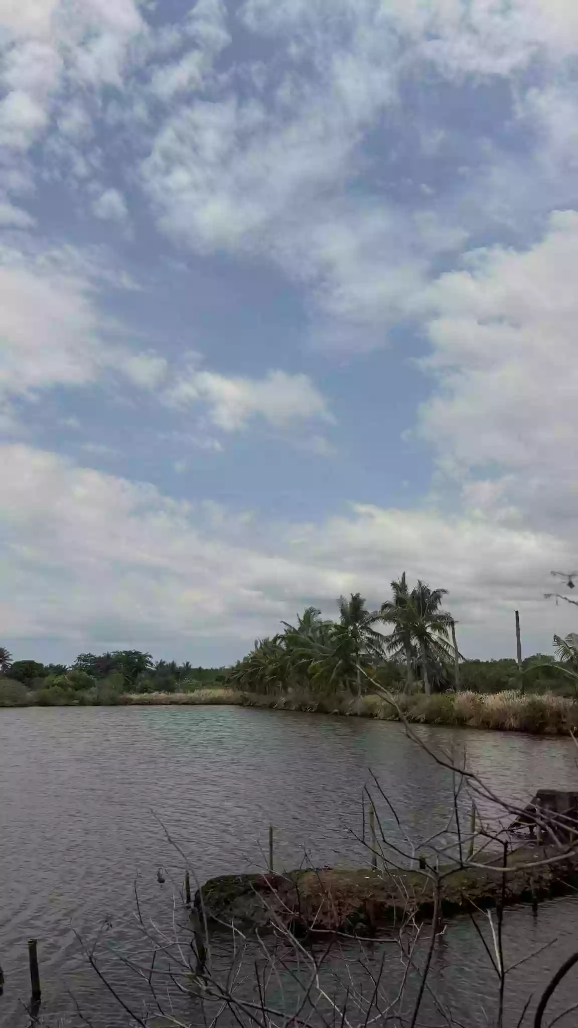 Fish Pool/Pala-Isdaan/Punong — Agricultural Lot in Manapla, Negros Occidental, Philippines — Photo 2