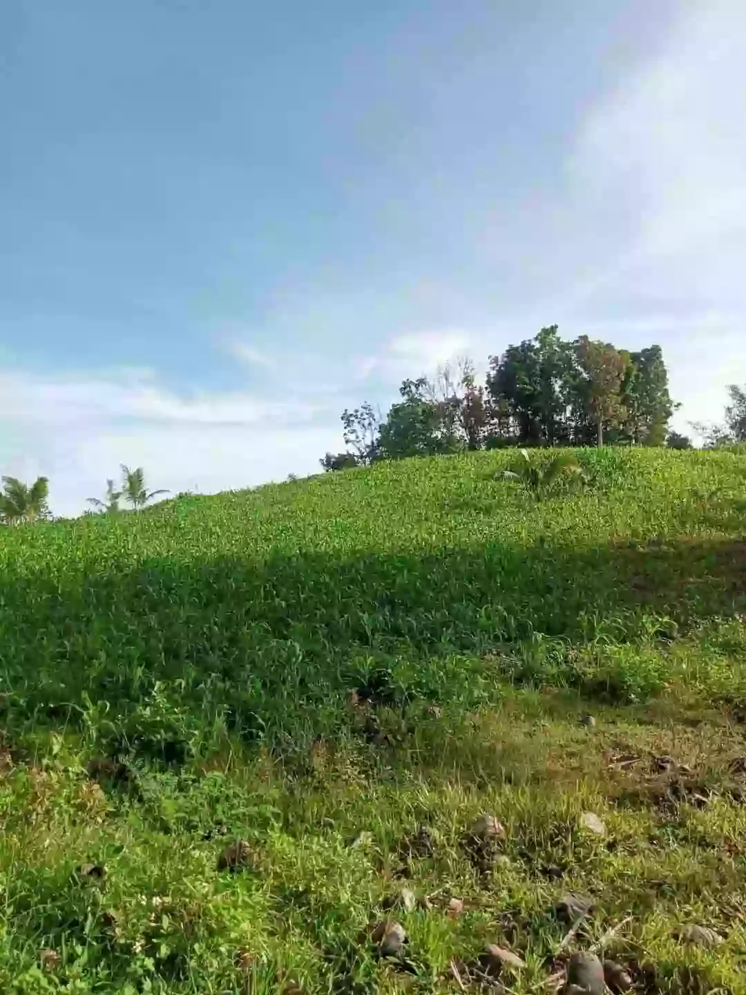 FARM LOT FOR SALE — Calidngan