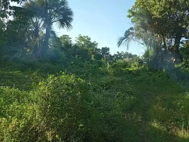 Lot for Sale at Guinsay. Danao City — Agricultural Lot in Unnamed Road, Danao City, Cebu — Photo 6