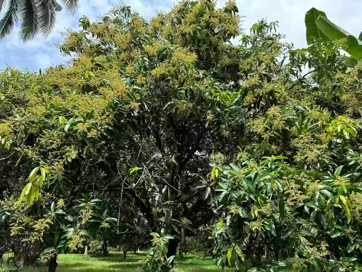 Mango Farm Lot For Sale At Polomolok, South Cotabato — Agricultural Lot in Polomolok, South Cotabato, Philippines — Photo 3