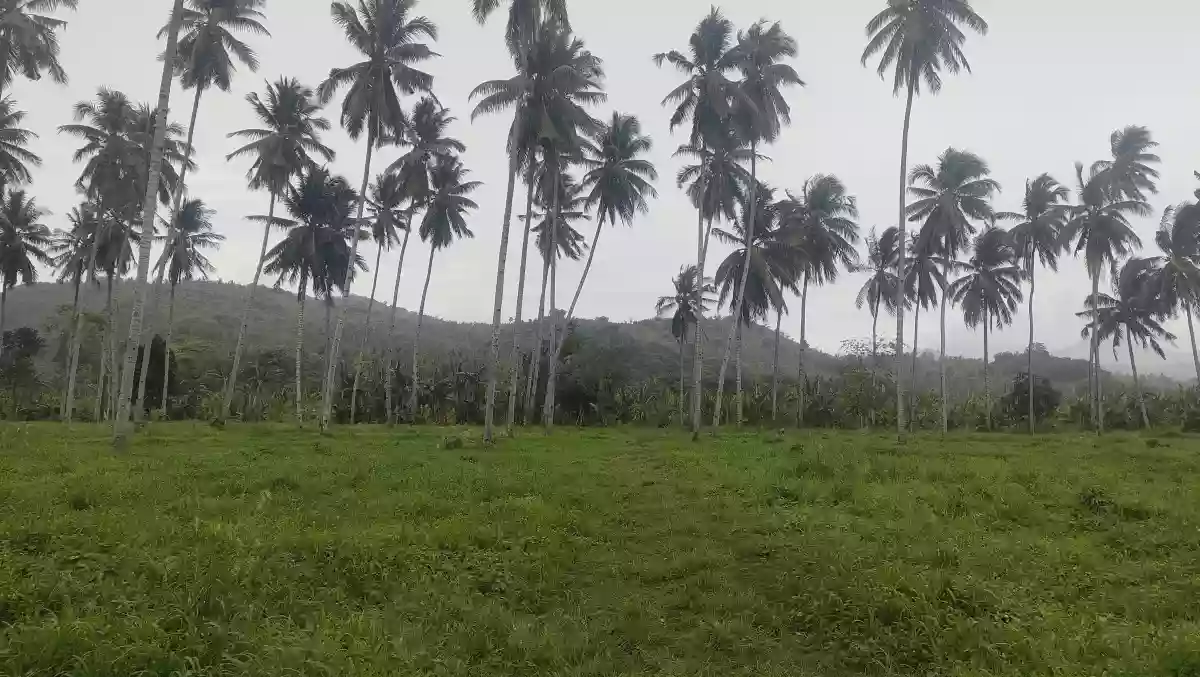 Farm lot — Agricultural Lot in Malapatan, Sarangani, Philippines — Photo 3