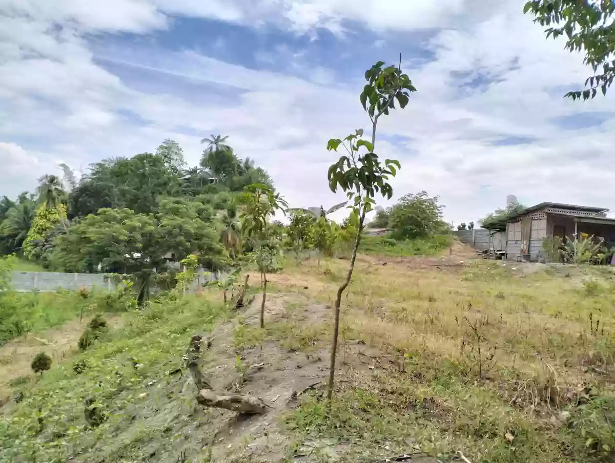 1 hectare Land for rent — Agricultural Lot in National Highway, Koronadal City, South Cotabato — Photo 5