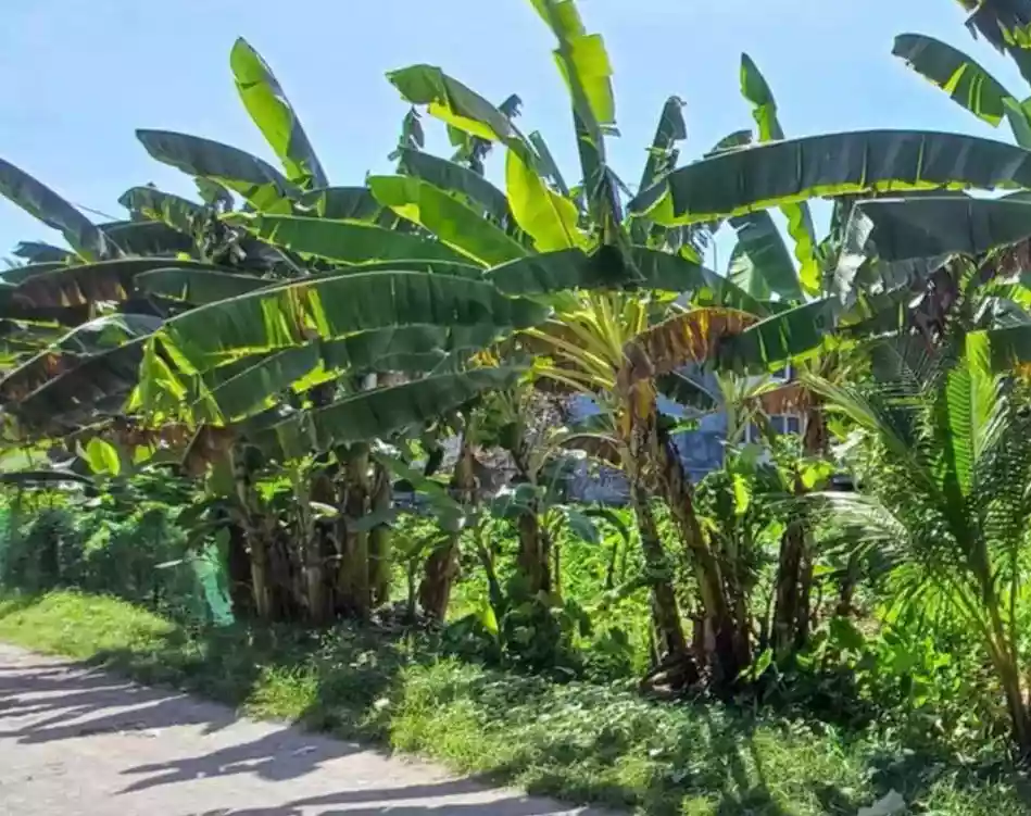 2(two) adjacent Lots in near City center good for commercial/residential use — Residential Lot in South Cotabato, Philippines — Photo 4