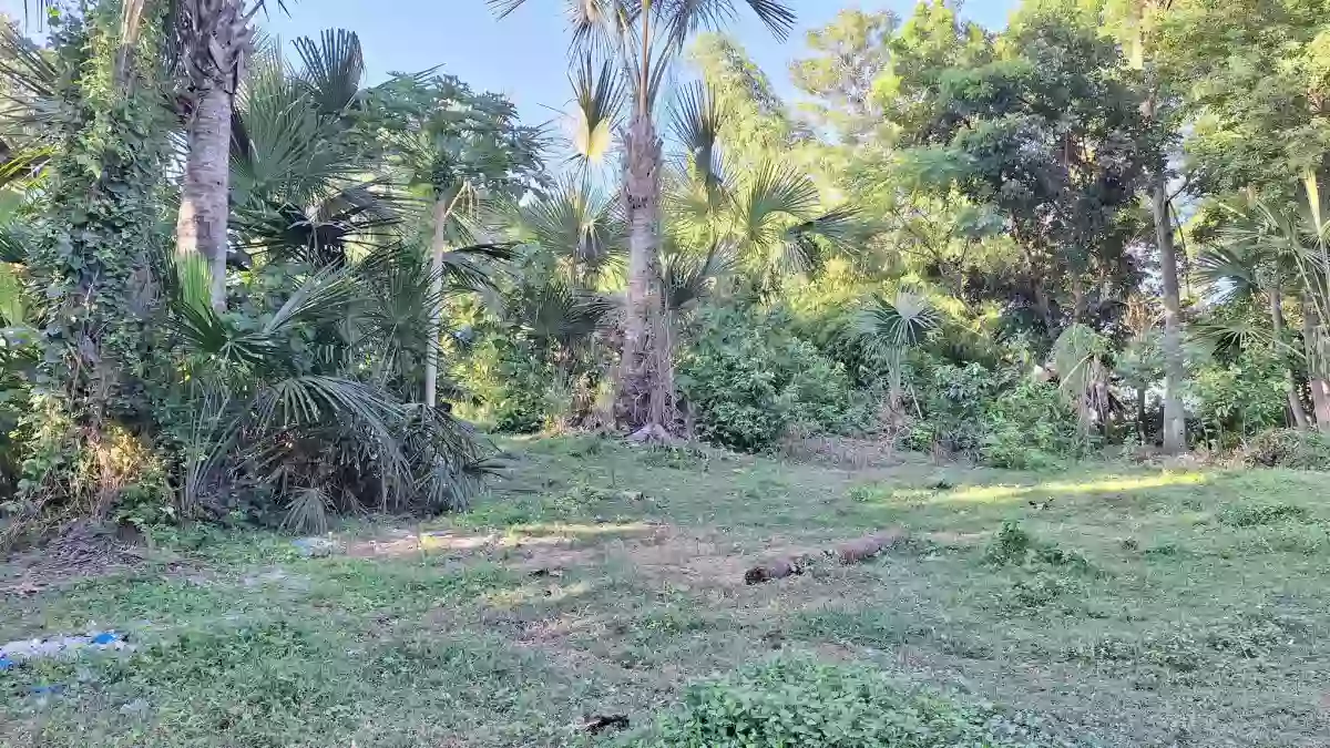 LOT ONLY FOR SALE in Jubay Liloan Cebu — Agricultural Lot in Liloan, Cebu, Philippines — Photo 2