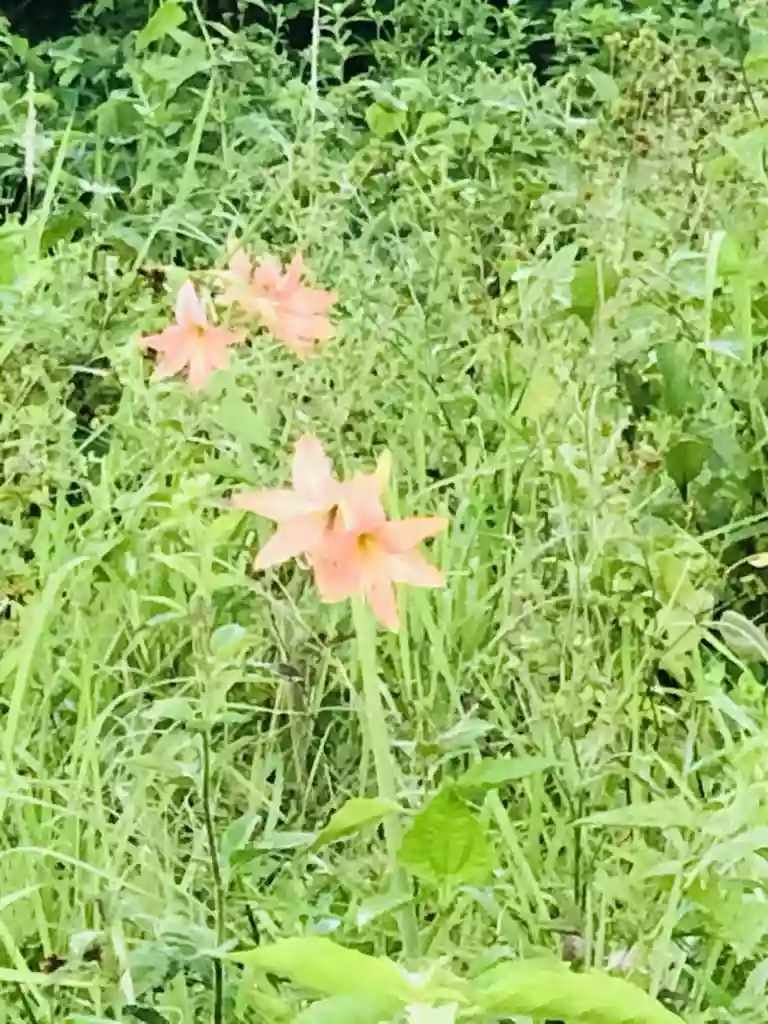 For Sale: Agricultural Lot in Legazpi City – Road Frontage, Easy Access — Agricultural Lot in Legazpi City, Albay, 4500 — Photo 2