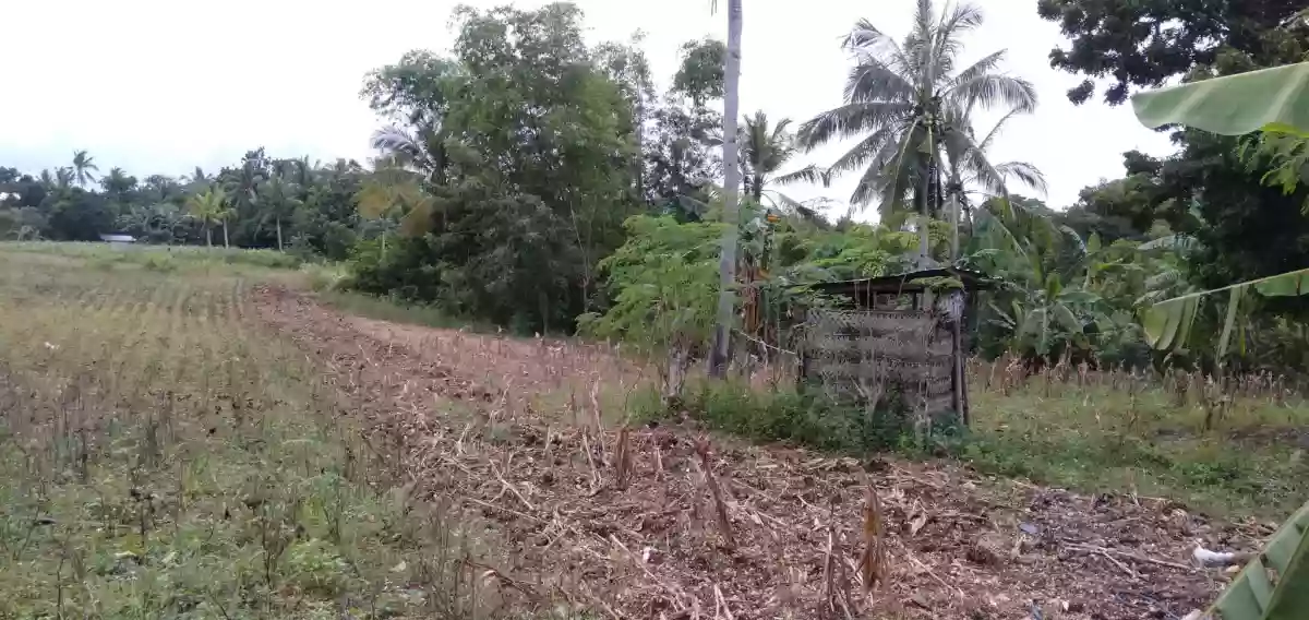 8.3 HECTARES LOT FOR SALE- BOGO CITY, CEBU — Commercial Lot in Bogo City, Cebu, Bogo City — Photo 7