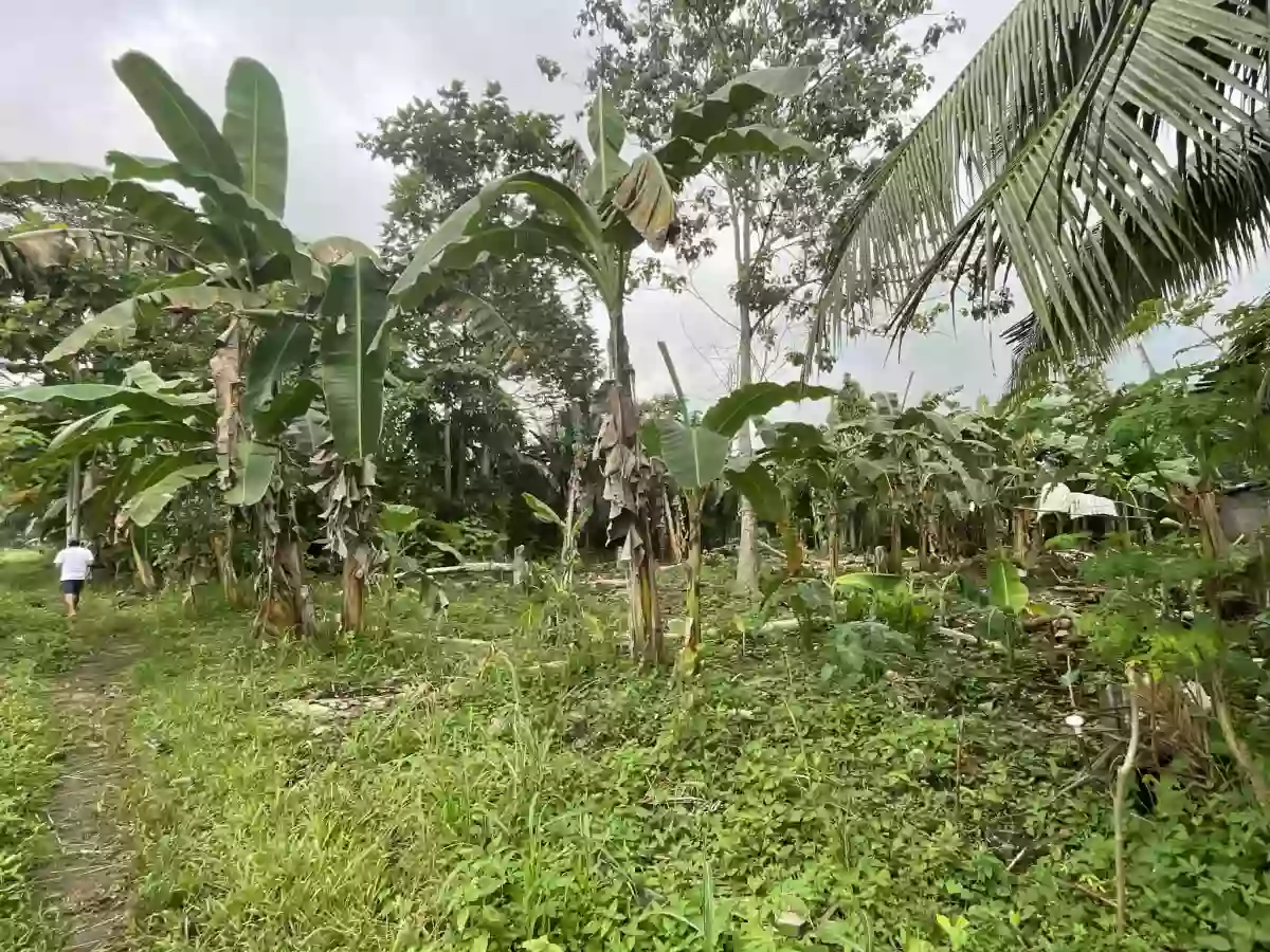 Affordable Lot for Sale, Butuan City | 2 TITLED LOTS, 576 sqm each | Near Highway | Brgy. Sumilihon | Near Regatta Palm Subdivision — Industrial Lot in Butuan City, Agusan del Norte, Philippines — Photo 2