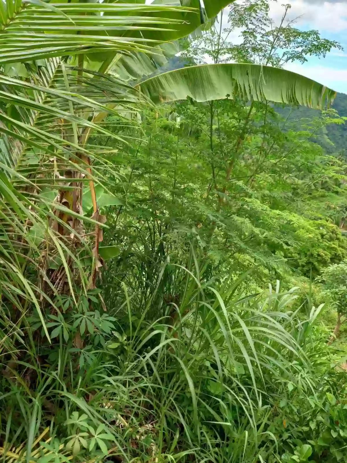 AGRICULTURAL LOT FOR SALE IN SAM FERNANDO,CEBU — Agricultural Lot in San fernando Cebu, San Roque, San Fernando — Photo 4