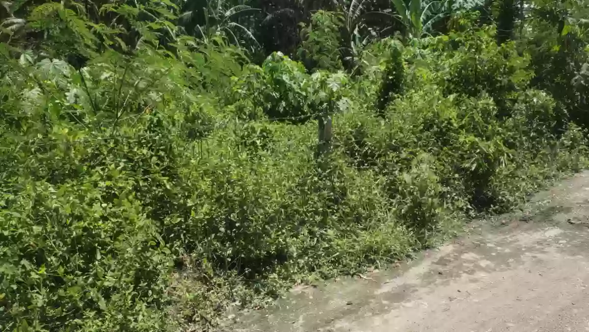Prime lot for sale in Gensan! 12,060 sqm lot area in Baluan/Ligaya, 7 mins from UST — Residential Lot in General Santos City (Dadiangas), South Cotabato, Philippines — Photo 4