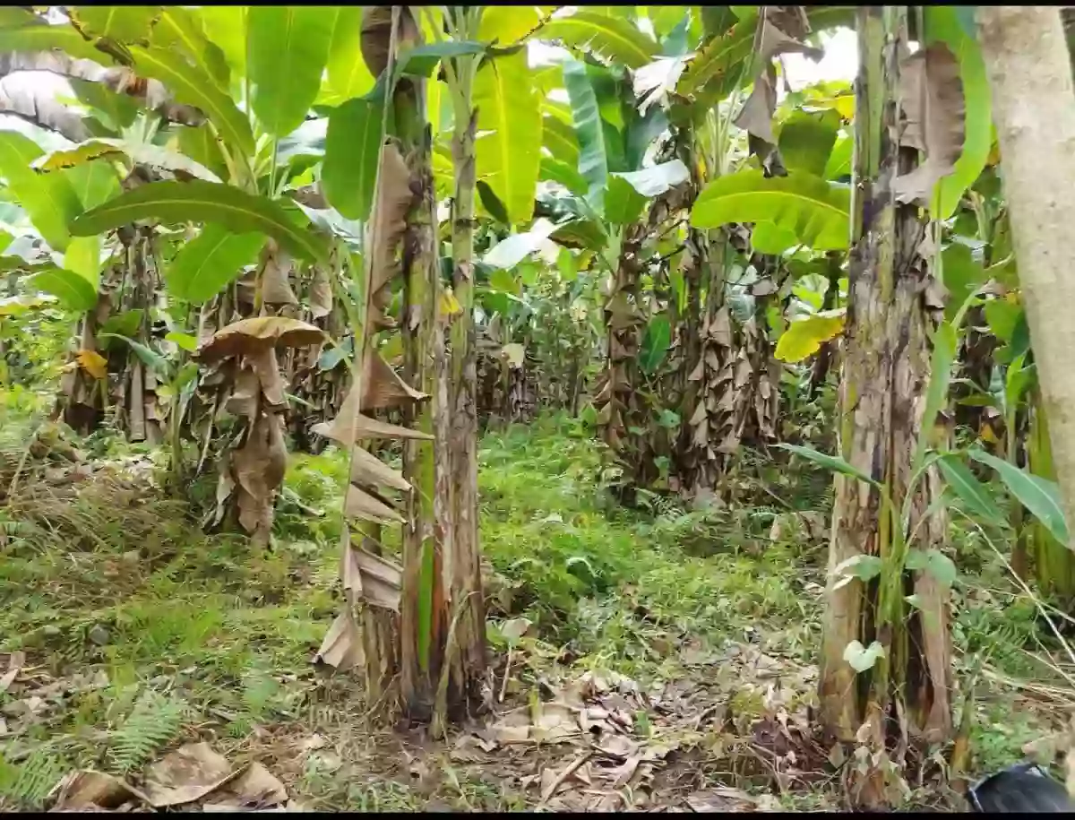 LOT FOR SALE - TAGUM CITY — Agricultural Lot in Tagum, Davao del Norte, Philippines — Photo 2