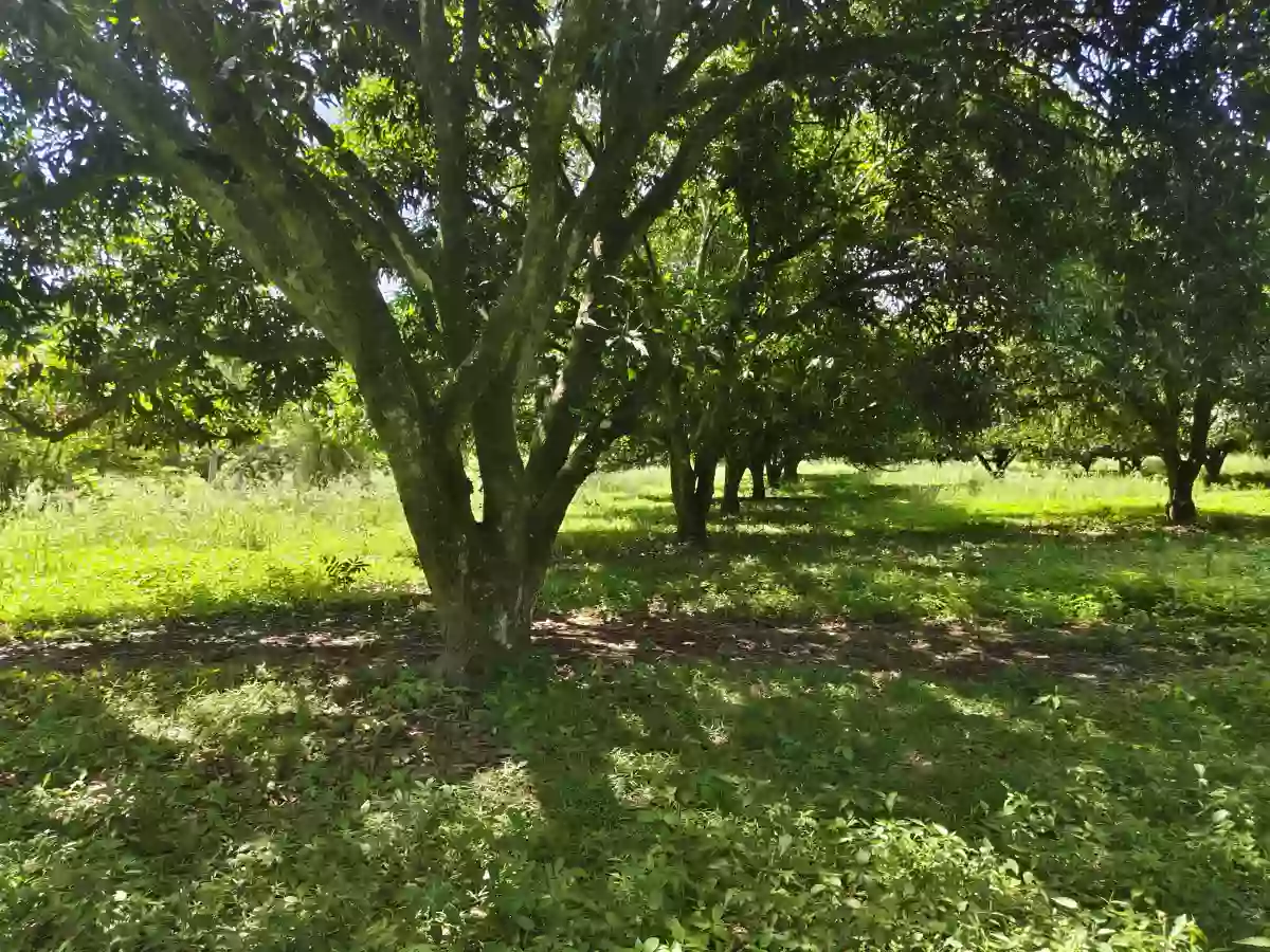 Residential Lot for Sale in Cannery Polomolok — Residential Lot in South Cotabato, Philippines — Photo 3