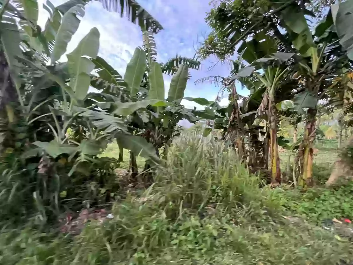 Limpjap Lot Property — Agricultural Lot in General Santos City, South Cotabato, Philippines — Photo 3