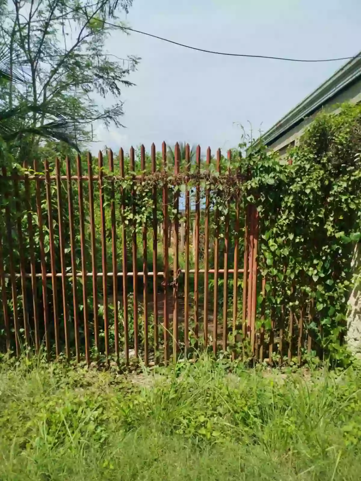Agricultural lot with 2 house in Dumanjug — Agricultural Lot in Dumanjug, Cebu, Philippines — Photo 4