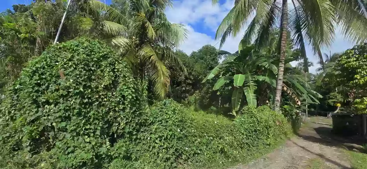 Lot for Sale in West Balabag Valencia — Agricultural Lot in Valencia, Negros Oriental, Philippines — Photo 4