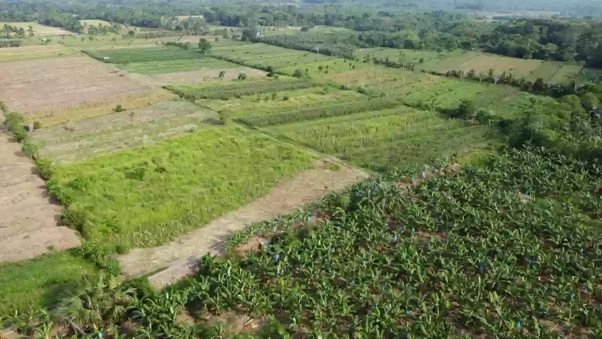 Exceptional Development Opportunity: 12 Hectares of Prime Agricultural Land in Brgy. Mesaoy, New Corella, Davao Del Norte — Agricultural Lot in Davao del Norte, Philippines — Photo 3