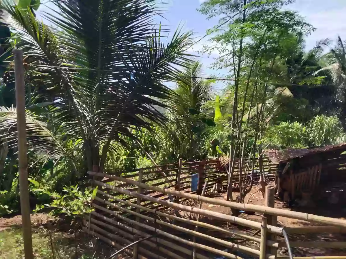 Lots Only — Agricultural Lot in Manolo Fortich, Bukidnon, Philippines — Photo 5