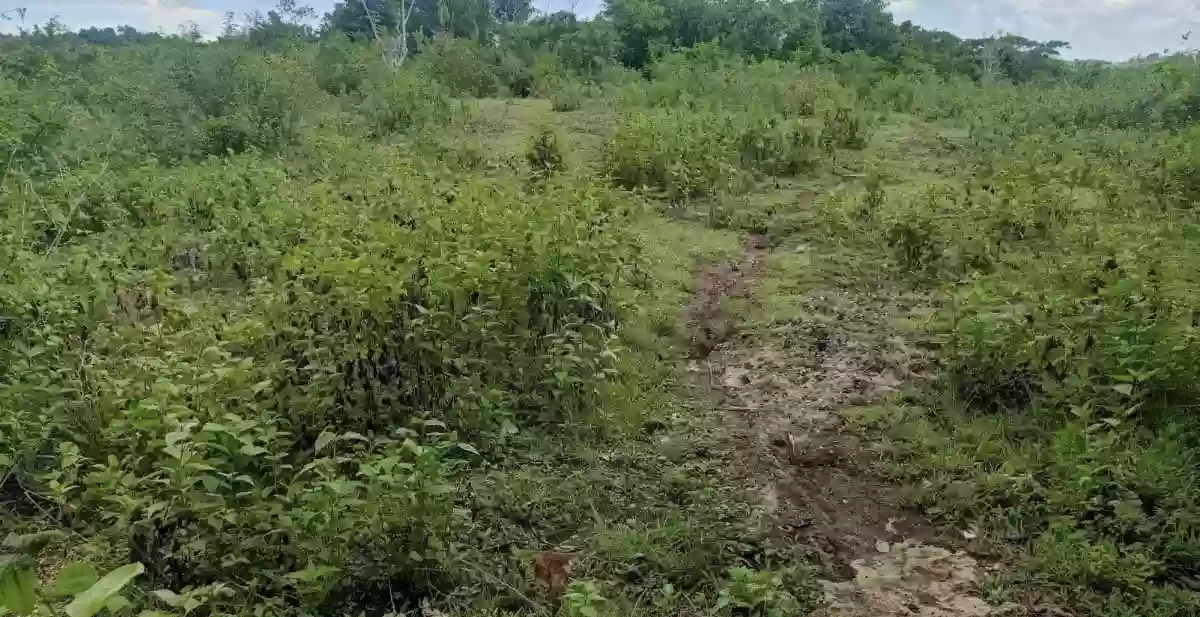 Titled Lot in Guadalupe, Bogo City - RUSH SALE! — Residential Lot in Lawis, Bogo City, Cebu — Photo 6