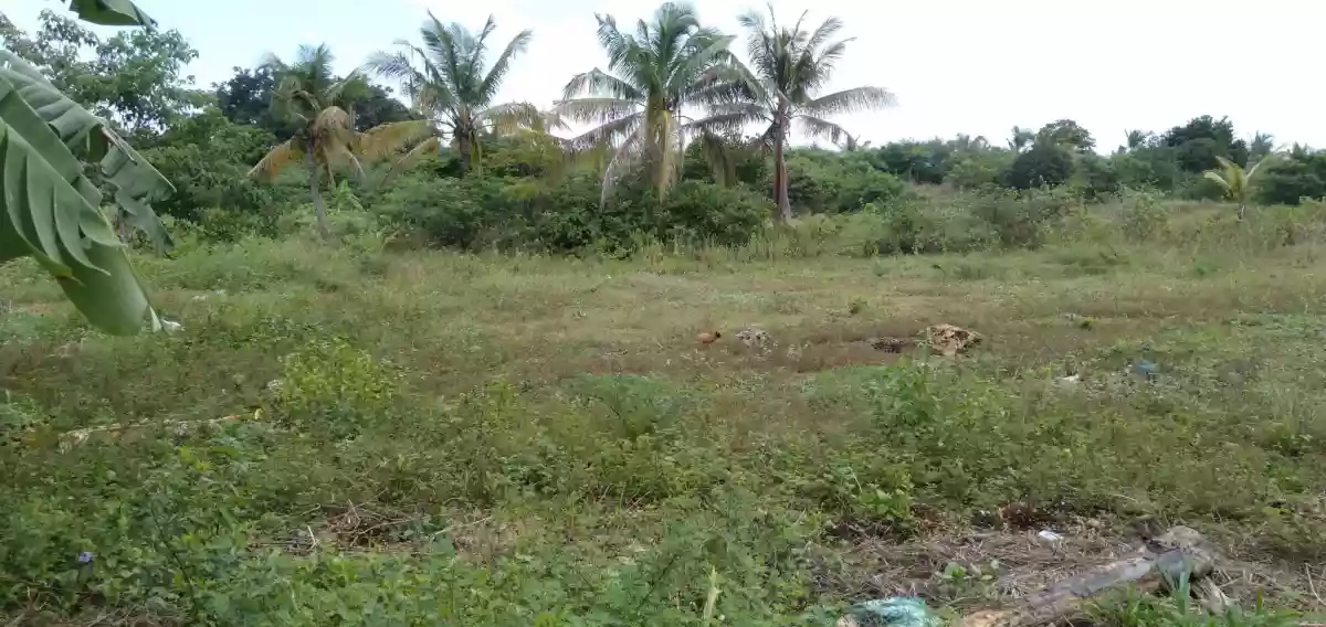 8.3 HECTARES LOT FOR SALE- BOGO CITY, CEBU — Commercial Lot in Bogo City, Cebu, Bogo City — Photo 2