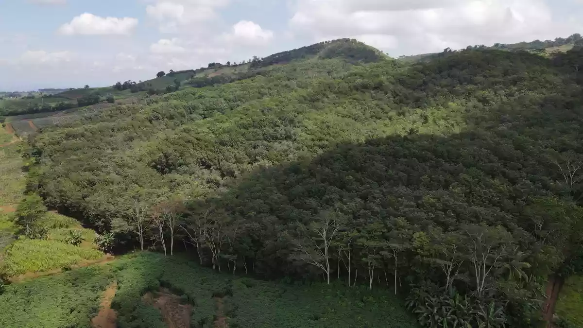 Agricultural Lot in Bukidnon for Sale — Agricultural Lot in Valencia City, Bukidnon, Philippines — Photo 7