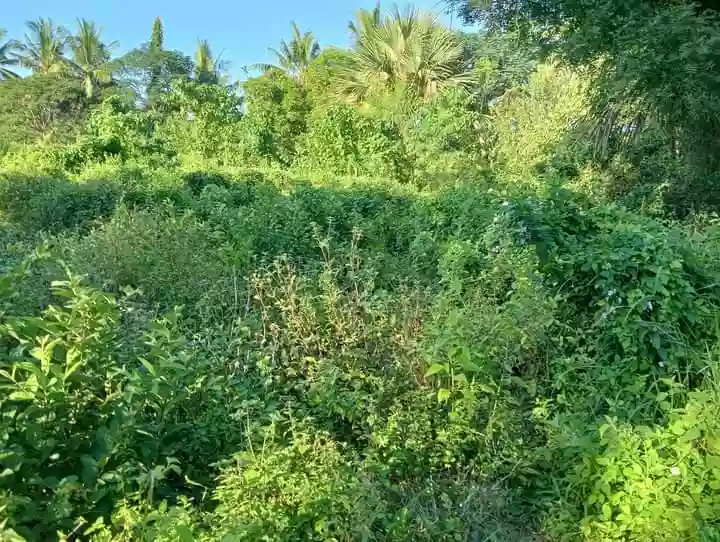 Open photo 12 of 12 — Lot for Sale at Guinsay. Danao City