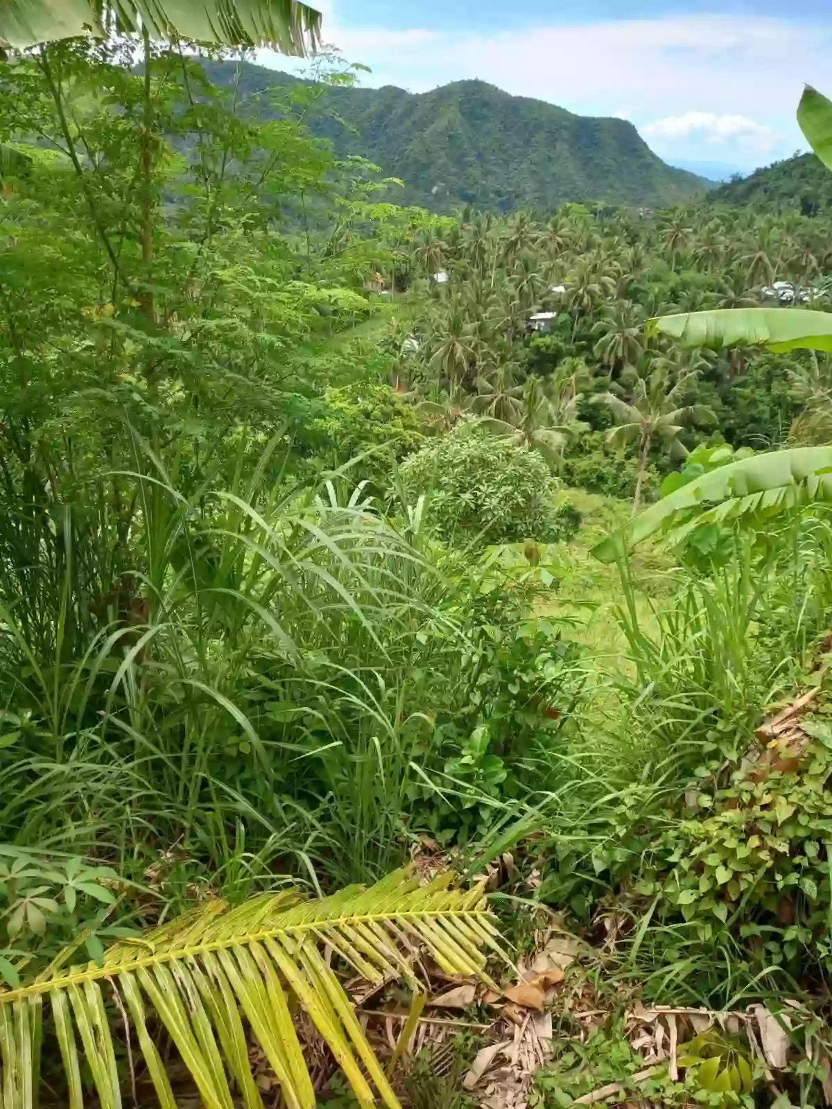 AGRICULTURAL LOT FOR SALE IN SAM FERNANDO,CEBU — Agricultural Lot in San fernando Cebu, San Roque, San Fernando — Photo 3