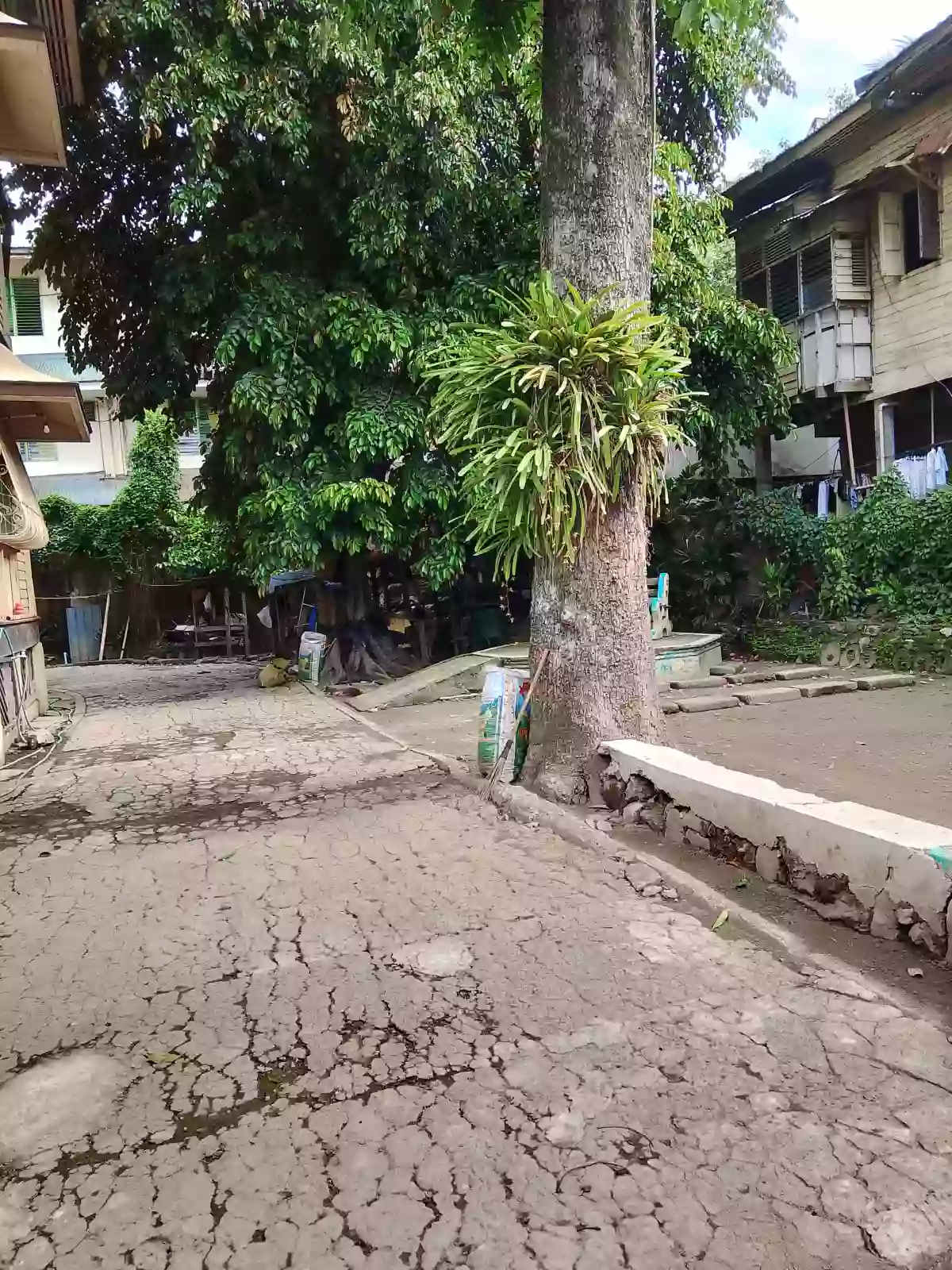 Lot for Sale with Old House in Cebu City — Residential Lot in Cebu City, Cebu, Philippines — Photo 3