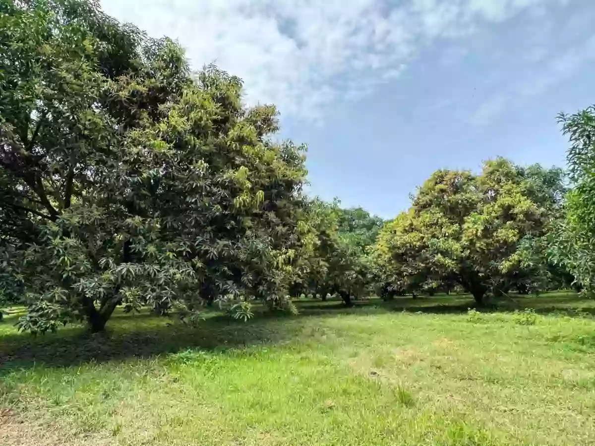 Mango Farm Lot For Sale At Polomolok, South Cotabato — Agricultural Lot in Polomolok, South Cotabato, Philippines — Photo 4