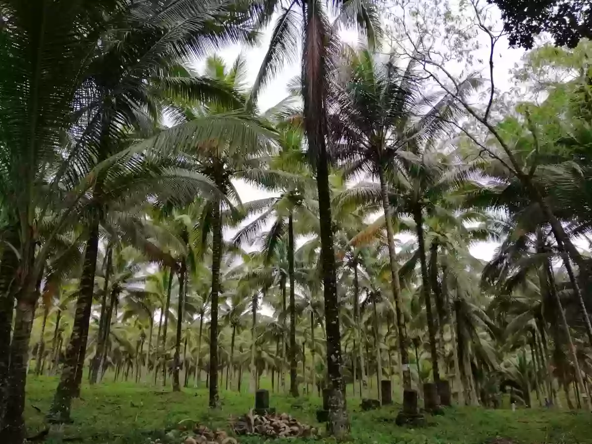 ALORAN FARM LOT — Agricultural Lot in Aloran, Misamis Occidental, 7206 — Photo 5