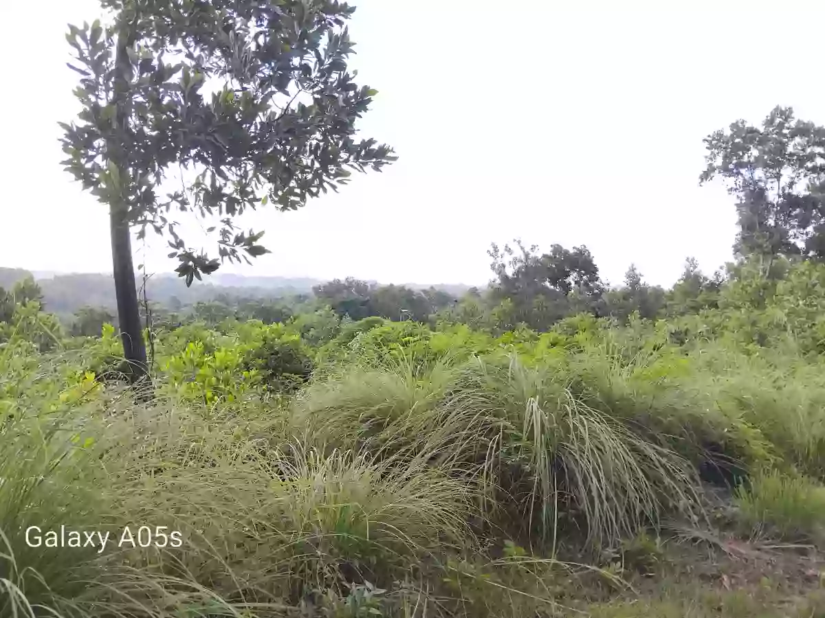 Land for Sale(100%FlatLand) — Residential Lot in Guimaras, Philippines — Photo 5