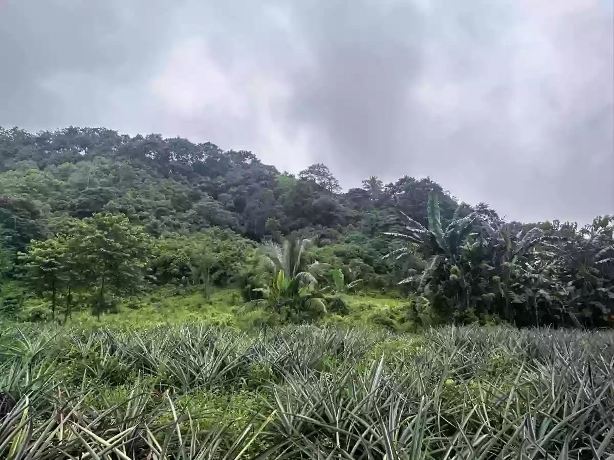 1 Hectare Agricultural Land — Agricultural Lot in Tupi, South Cotabato, Philippines — Photo 2