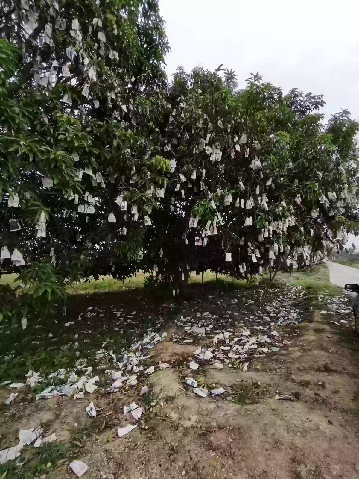 FARM LOT with Mango trees for sale in Oton, Iloilo — Agricultural Lot in Oton, Iloilo, Philippines — Photo 2