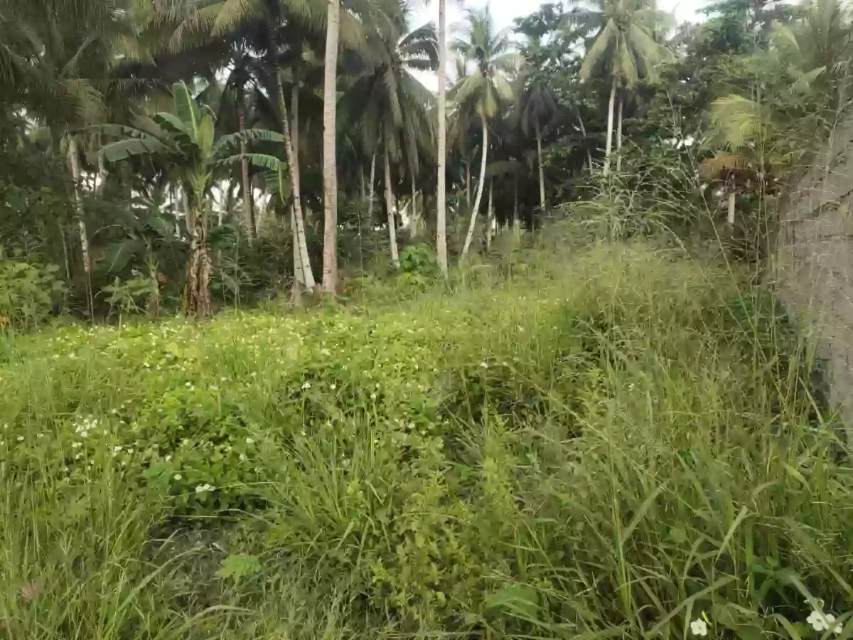 Residential Lot on Nursery Road Back of VSM Premier and Altafina