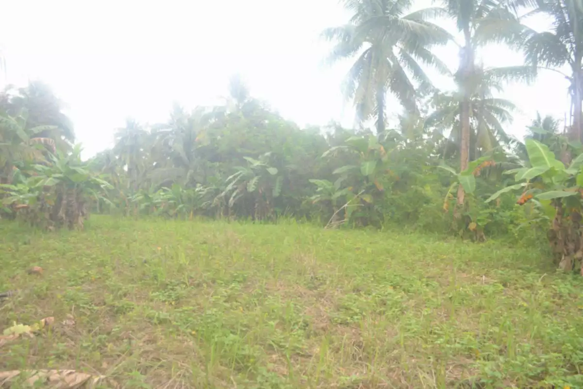 Farm Lot For Sales @ Brgy. Lamak, Dumanjug, Cebu — Agricultural Lot in Dumanjug, Cebu, Philippines — Photo 5