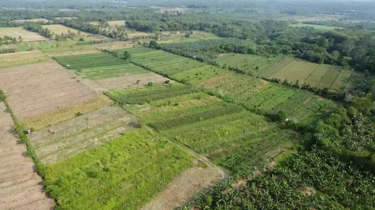 Exceptional Development Opportunity: 12 Hectares of Prime Agricultural Land in Brgy. Mesaoy, New Corella, Davao Del Norte — Agricultural Lot in Davao del Norte, Philippines — Photo 4