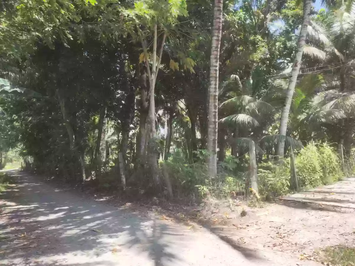 Lot Near UST — Agricultural Lot in General Santos City (Dadiangas), South Cotabato, Philippines — Photo 4