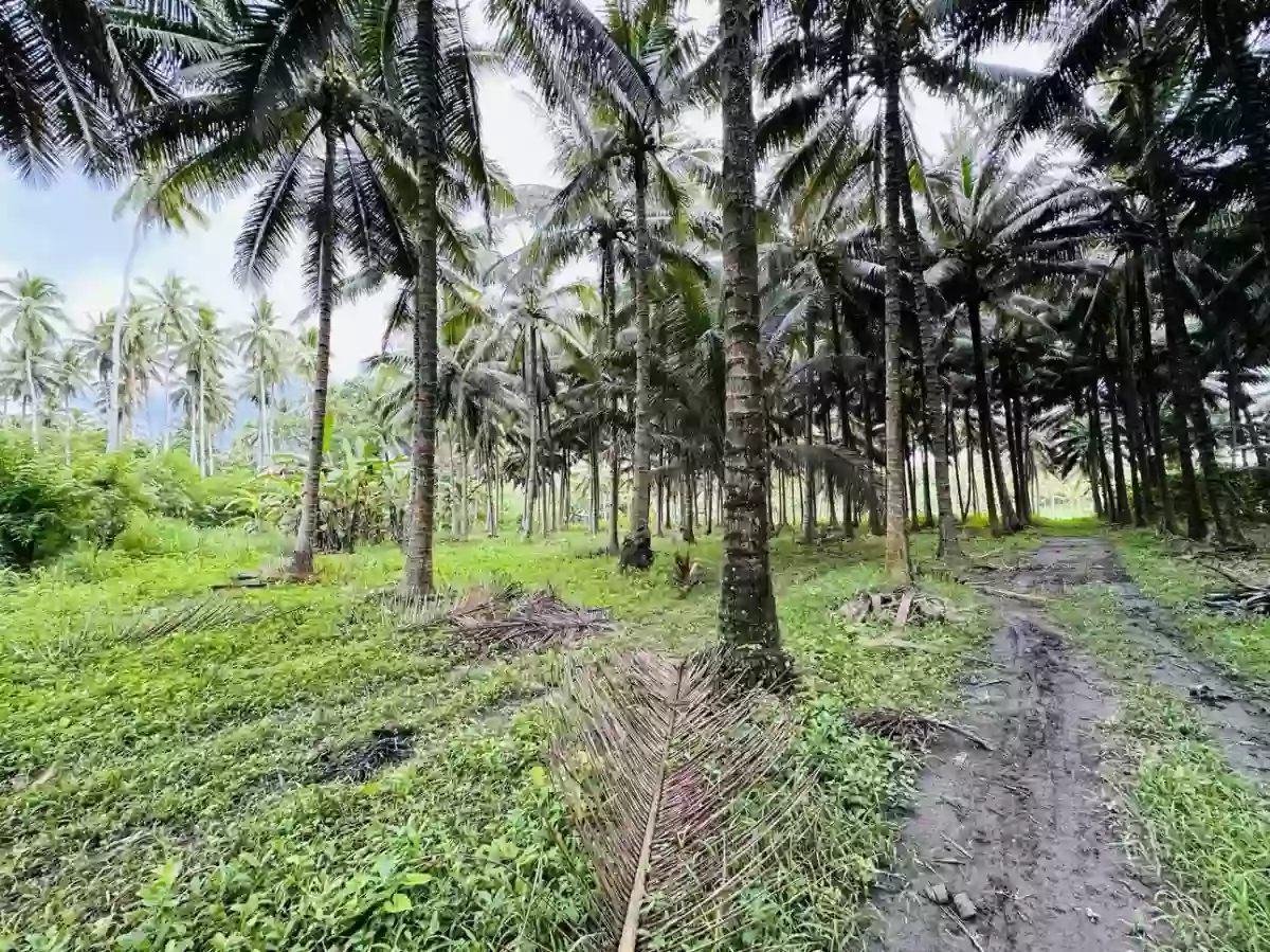 Tinagacan 9has at 3M — Agricultural Lot in General Santos City, South Cotabato, Philippines — Photo 4