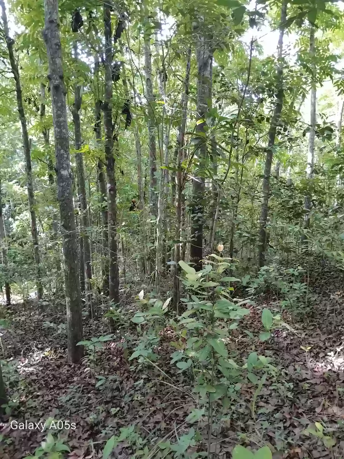 Land for Sale (10Hectares) — Agricultural Lot in Guimaras, Philippines — Photo 5