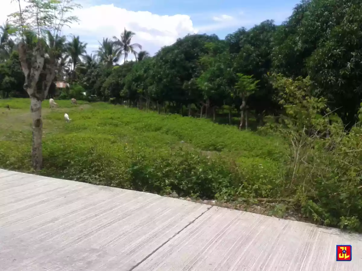 Sacrifice Sale from P2,000/sqm to P1,500/sqm Mango Farm in Calangag, Bacong [available] — Agricultural Lot in Negros Oriental, Philippines — Photo 2